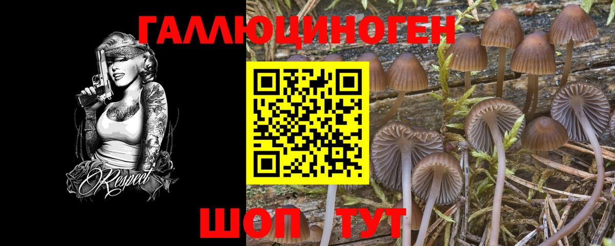 Псилоцибиновые грибы Psilocybine cubensis Искитим